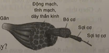 Hình ảnh dưới đây mô tả cơ quan nào ở hệ vận động? (ảnh 1)