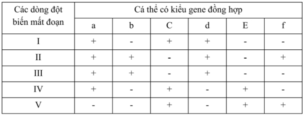 Hình bên mô tả một đoạn NST từ tế bào tuyến nước bọt của ấu trùng ruồi giấm có 6 băng (kí kiệu từ 1 đến 6) tương ứng với 6 locus gene khác nhau chưa biết trật tự trên NST (kí hiệu từ A đến F). Các nhà nghiên cứu đã phân lập được 5 thể dị hợp tử về đột biến mất đoạn NST (từ I đến V) xuất phát từ một dòng ruồi giấm mang kiểu gene đồng hợp kiểu dại ở tất cả 6 locus gene (hình vẽ). Khi tiến hành lai giữa mỗi thể đột biến mất đoạn (từ I đến V) với cùng một dòng ruồi giấm đồng hợp về các đột biến lặn tại cả 6 locus gene (kí hiệu từ a đến f) thu được kết quả ở bảng dưới đây. (ảnh 2)