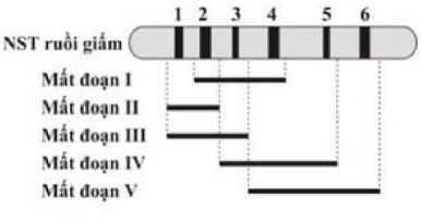 Hình bên mô tả một đoạn NST từ tế bào tuyến nước bọt của ấu trùng ruồi giấm có 6 băng (kí kiệu từ 1 đến 6) tương ứng với 6 locus gene khác nhau chưa biết trật tự trên NST (kí hiệu từ A đến F). Các nhà nghiên cứu đã phân lập được 5 thể dị hợp tử về đột biến mất đoạn NST (từ I đến V) xuất phát từ một dòng ruồi giấm mang kiểu gene đồng hợp kiểu dại ở tất cả 6 locus gene (hình vẽ). Khi tiến hành lai giữa mỗi thể đột biến mất đoạn (từ I đến V) với cùng một dòng ruồi giấm đồng hợp về các đột biến lặn tại cả 6 locus gene (kí hiệu từ a đến f) thu được kết quả ở bảng dưới đây. (ảnh 1)