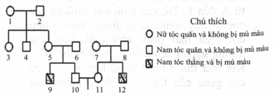 Ở người, gene quy định dạng tóc nằm trên nhiễm sắc thể thường có 2 allele, allele A quy định tóc quăn trội hoàn toàn so với allele a quy định tóc thẳng; Bệnh mù màu đỏ - xanh lục do allele lặn b nằm trên vùng không tương đồng của nhiễm sắc thể giới tính X quy định, allele trội B quy định mắt nhìn màu bình thường. Cho sơ đồ phả hệ như hình bên. Biết rằng không phát sinh các đột biến mới ở tất cả các cá thể trong phả hệ. Cặp vợ chồng III10 − III11 trong phả hệ này sinh con, xác suất đứa con đầu lòng không mang allele lặn về hai gene trên là bao nhiêu? (ảnh 1)