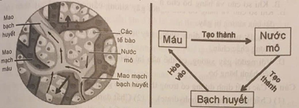 Hình ảnh dưới đây mô tả cấu tạo của thành phần nào bên trong cơ thể? (ảnh 1)