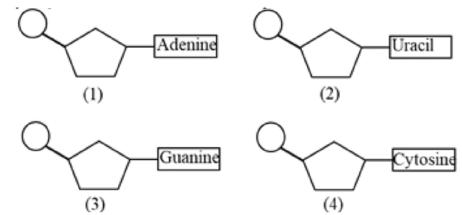 Cặp nucleotide nào có thể liên kết với nhau bằng liên kết hydrogene trong phân tử DNA mạch kép? (ảnh 1)