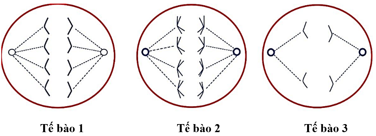 Phát biểu nào sau đây là đúng? (ảnh 1)