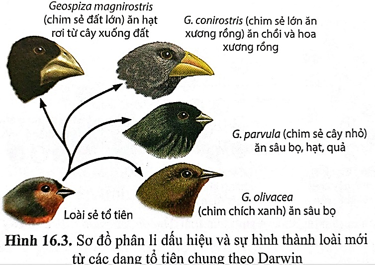 Nhận định sau đây về hình này là đúng? (ảnh 1)