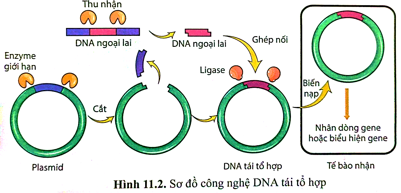 Hình mô tả một giai đoạn nào sau đây của quy trình công nghệ gene để tạo giống sinh vật biến đổi gene?  (ảnh 1)