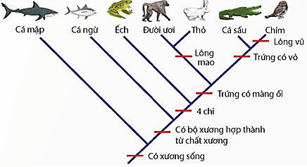 Hai loài có mối quan hệ tiến hóa gần nhất là (ảnh 1)