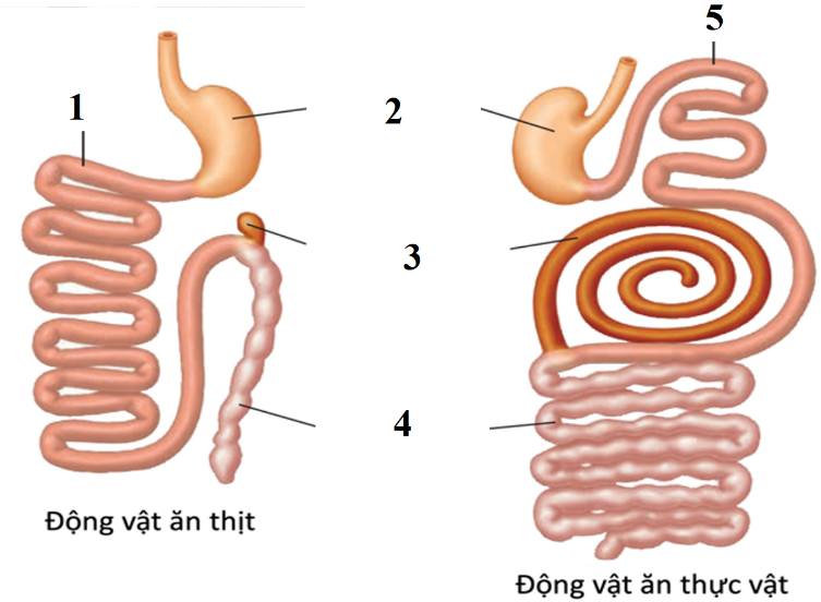 Các cơ quan hấp thụ chất dinh dưỡng, cơ quan thoái hóa ở tương ứng với đơn vị cấu trúc nào (Sắp xếp các đơn vị cấu trúc theo số thứ tự từ nhỏ đến lớn)?    (ảnh 1)