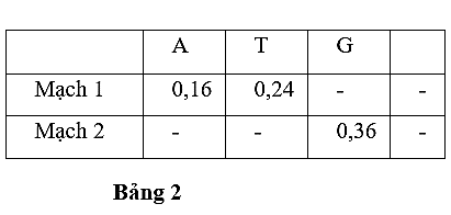 Theo lí thuyết, cytosine (C) ở mạch 2 chiếm tỉ lệ bao nhiêu? (ảnh 1)