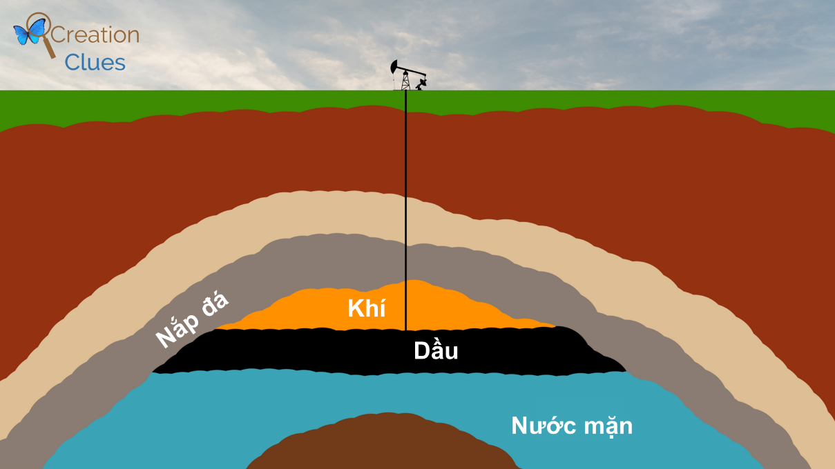 Quan sát sơ đồ trên hình và trình bày cấu tạo của mỏ dầu. (ảnh 1)