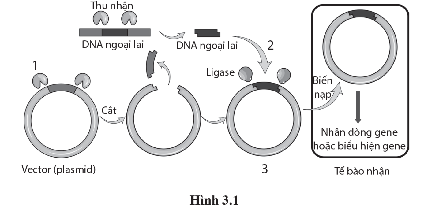 Hình dưới đây mô tả sơ đồ công nghệ DNA tái tổ hợp. Các số 1, 2 và 3 trong hình thể hiện nội dung nào sau đây?       (ảnh 1)