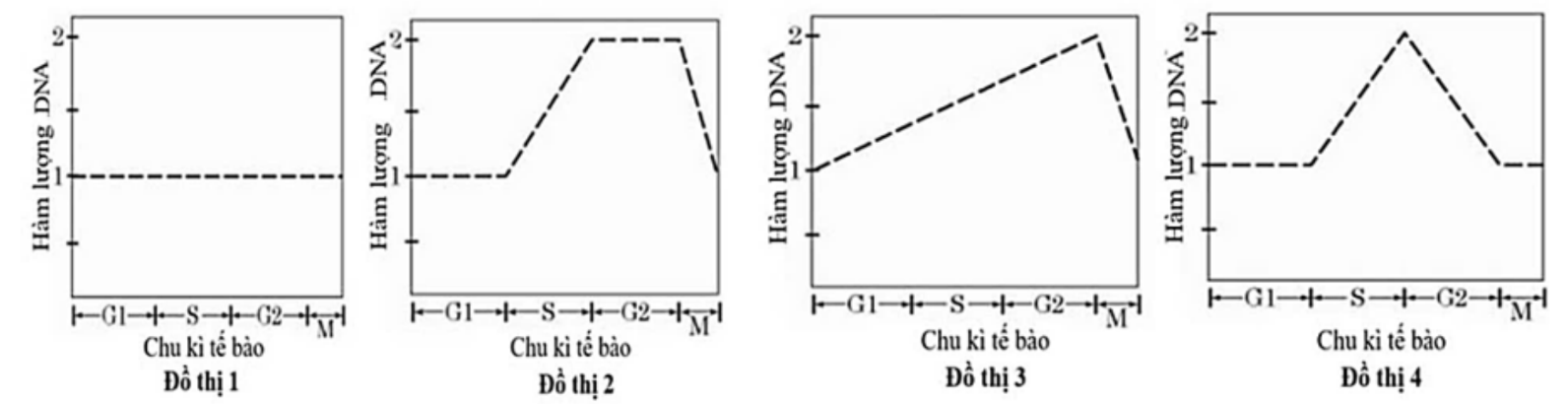 Đồ thị nào phản ánh đúng sự biến đổi hàm lượng DNA ở kì trung gian và quá trình nguyên phân? (ảnh 1)