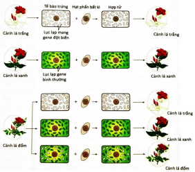 Dựa vào thông tin trên sơ đồ hãy cho biết kết luận nào sau đây là đúng?  (ảnh 1)