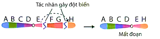 Hình sau đây mô tả hiện tượng đột biến xảy ra:  				 (ảnh 1)