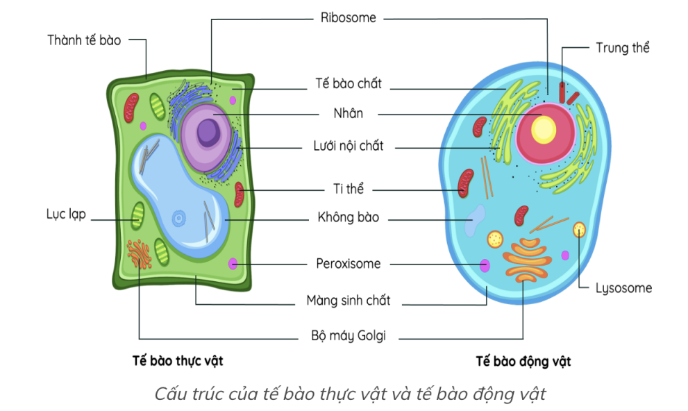 Hãy quan sát hình dưới đây và cho biết bào quan nào chỉ có ở tế bào thực vật?    (ảnh 1)