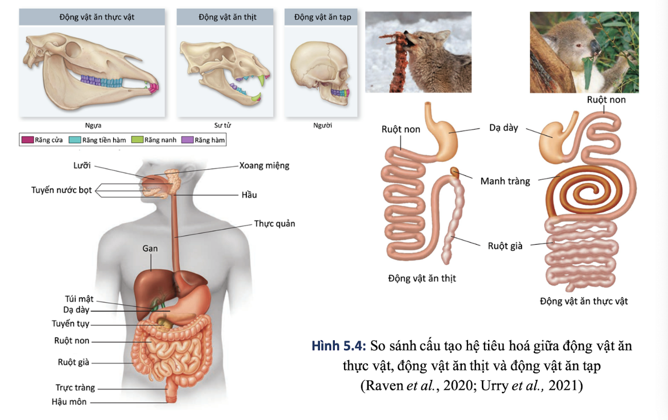 Các cơ quan hấp thụ chất dinh dưỡng, cơ quan thoái hóa ở tương ứng với đơn vị cấu trúc nào (Sắp xếp các đơn vị cấu trúc theo số thứ tự từ nhỏ đến lớn)?    (ảnh 2)