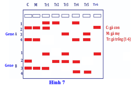 Hãy xác định gà trống nào là cha của gà con trong số 6 gà trống có kiểu gen tương ứng như hình? (ảnh 1)