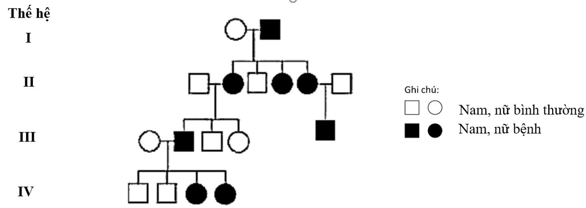 Có bao nhiêu người trong phả hệ chắc chắc không mang allele bệnh? (ảnh 1)