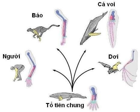 Cấu trúc này phản ánh bằng chứng về    (ảnh 1)