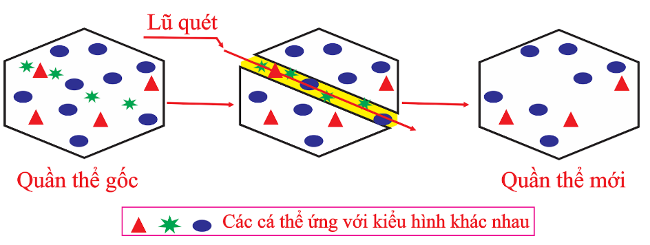 Hình ảnh sau mô tả tác động của nhân tố tiến hóa nào? 	 (ảnh 1)