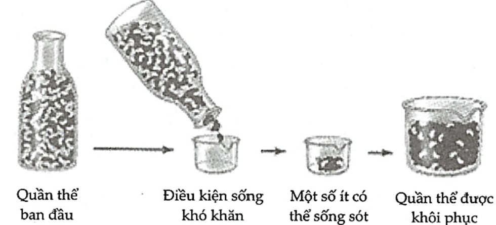 Hình ảnh dưới đây mô tả quá trình hình thành quần thể mới nhờ nhân tố tiến hóa. Hãy viết liền các số theo thứ tự từ nhỏ đến lớn mô tả đúng về đặc điểm của quần thể được khôi phục. (ảnh 1)