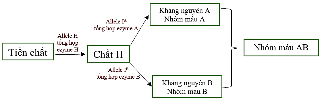 Trong trường hợp không phát sinh đột biến mới, theo lí thuyết, phát biểu nào sau đây không đúng? (ảnh 1)