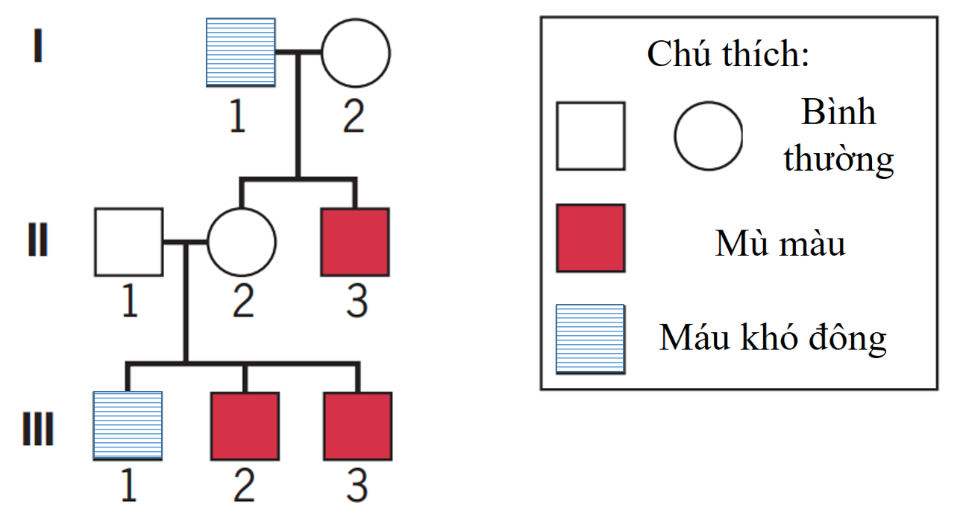 Có bao nhiêu người trong phả hệ này có thể xác định chính xác kiểu gene? (ảnh 1)