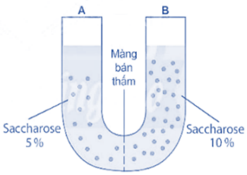 Một thí nghiệm được tiến hành như hình bên dưới. Em hãy dự đoán hiện tượng sẽ xảy ra sau một thời gian và giải thích. Biết rằng sacharose không thấm qua màng. (ảnh 1)