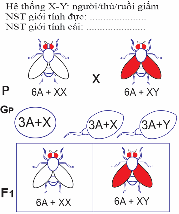 Nhận định sau đây về hình này là Sai? (ảnh 1)