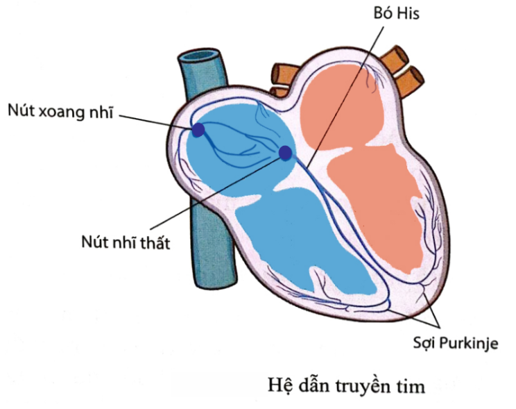 Nhận định sau đây về hình này là Sai? (ảnh 1)