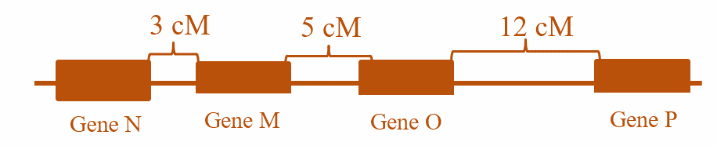 Hình bên mô tả vị trí và khoảng cách giữa các gene trên một nhiễm sắc thể. Quan sát hình và cho biết cặp gene nào dưới đây có tần số tái tổ hợp cao nhất?  (ảnh 1)