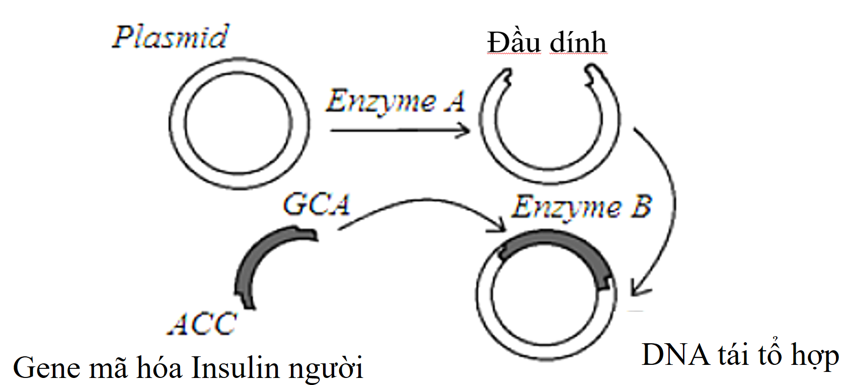 Xác định enzyme A và B và vai trò của mỗi enzyme? (ảnh 1)