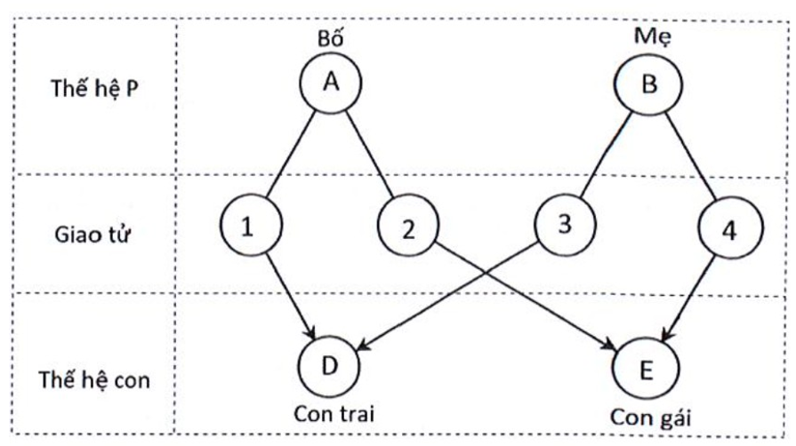 Phân tích sơ đồ và cho biết trong tế bào sinh dưỡng của người con trai có bao nhiêu NST. (ảnh 1)