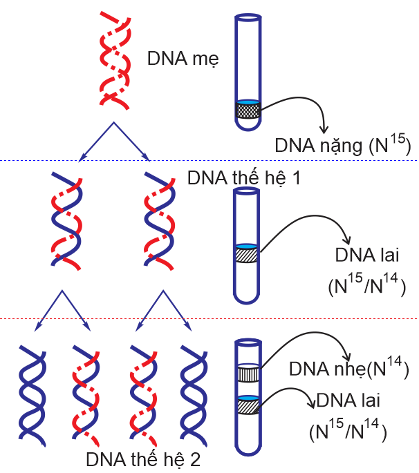 Nếu quá trình này tiếp tục sau 5 thế hệ thì tỉ lệ DNA nhẹ chiếm bao nhiêu phần trăm? (tính làm tròn đến 2 chữ số sau dấu phẩy)  (ảnh 1)