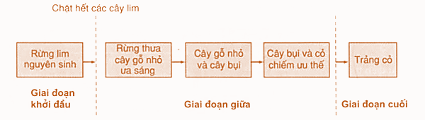 Quan sát hình và cho biết phát biểu nào sau đây không đúng? (ảnh 1)