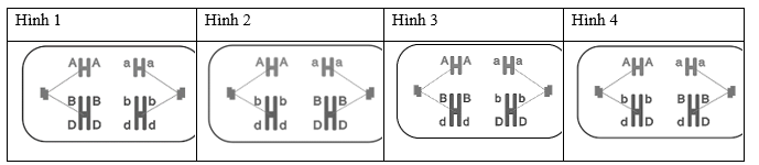 Hình nào sau đây là sai về một tế bào cơ thể F1 đang ở một giai đoạn phân bào giảm phân? (ảnh 1)