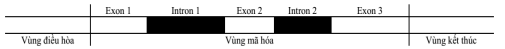 Thành phần cấu trúc nào chứa bộ ba kết thúc quá trình dịch mã?  (ảnh 1)