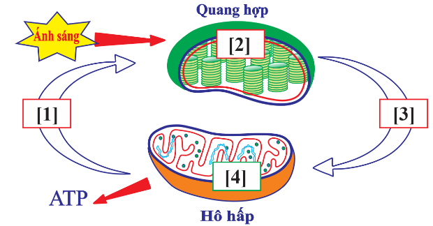 Dựa vào sơ đồ tóm tắt mối liên quan giữa quang hợp và hô hấp, phát biểu sau đây đúng?   (ảnh 1)