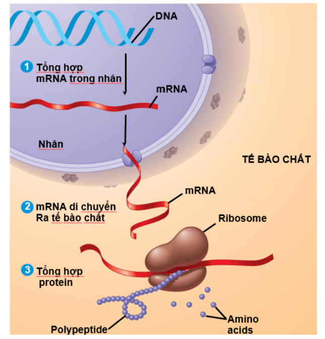 Nếu quá trình di chuyển mRNA từ nhân ra tế bào chất bị gián đoạn, điều gì sẽ xảy ra? (ảnh 1)