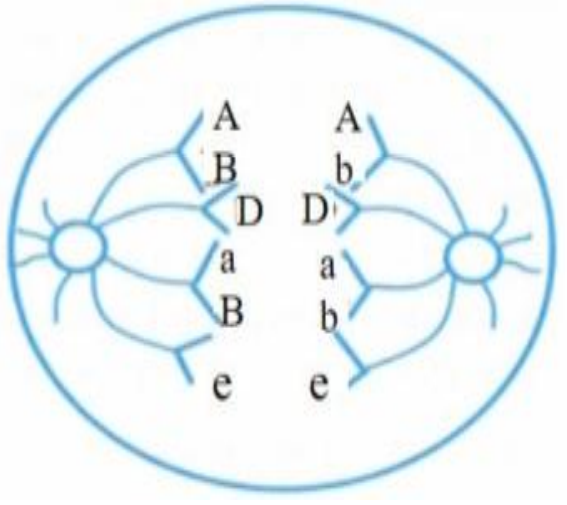 Xác định bộ NST 2n của loài. (ảnh 1)