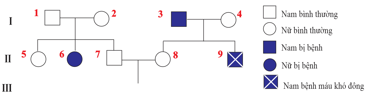  Khi nói về đứa con đầu lòng của cặp vợ chồng ở thê hệ thứ II đối với hai bệnh nói trên, nhận định nào sau đây Sai? (ảnh 1)