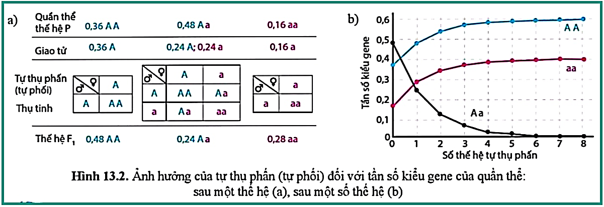 Trong số kiểu hình mang alelle lặn, kiểu gene đồng hợp chiếm tỉ lệ bao nhiêu ở thế hệ thứ 5? (ảnh 1)