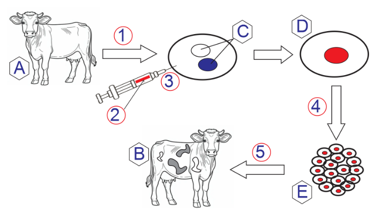 Theo lý thuyết, nhận định sau đây về hình này là Đúng? (ảnh 1)