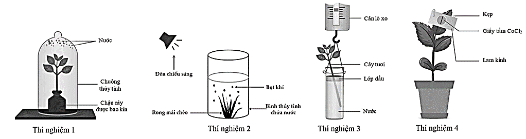 Trong các thí nghiệm sau đây ở Hình 2, thí nghiệm nào chứng minh sự khác nhau về tốc độ thoát hơi nước giữa mặt trên và mặt dưới của lá?  Hình 2.  (ảnh 1)