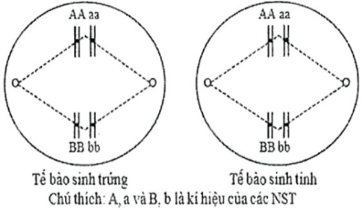 Sự kết hợp giữa loại giao tử thừa 1 NST của tế bào sinh tinh với giao tử của tế bào sinh trứng thì hợp tử được tạo ra có bao nhiêu NST? (ảnh 1)