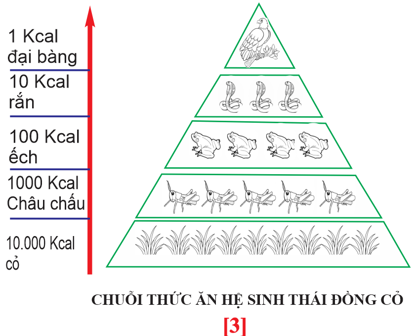 Hiệu suất sinh thái của SVTT bậc 2 với bậc dinh dưỡng cấp 2 là bao nhiêu phần trăm? (tính làm tròn đến 2 chữ số sau dấu phẩy). (ảnh 1)