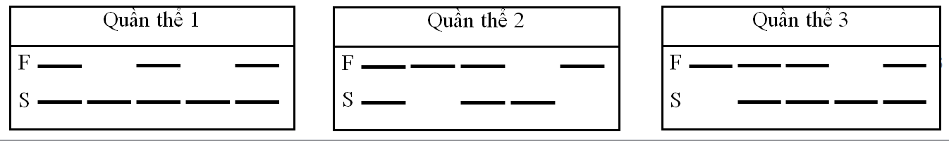 Các cá thể ở quần thể II giao phối ngẫu nhiên thì quần thể 2 sau khi có nhập cư số cá thể có kiểu gene SS là nhiêu phần trăm? (tính làm tròn đến 2 chữ số sau dấu phẩy).  (ảnh 1)