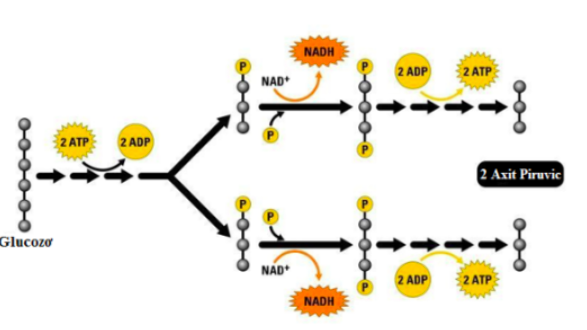 Phần năng lượng còn lại mà tế bào thu nhận từ glucose nằm trong phân tử nào sau đây? (ảnh 1)