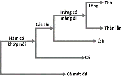 Khi phân tích sơ đồ phát sinh chủng loại về một số tính trạng của các nhóm động vật có xương sống ở Hình 3, nhận xét nào sau đây đúng? (ảnh 1)