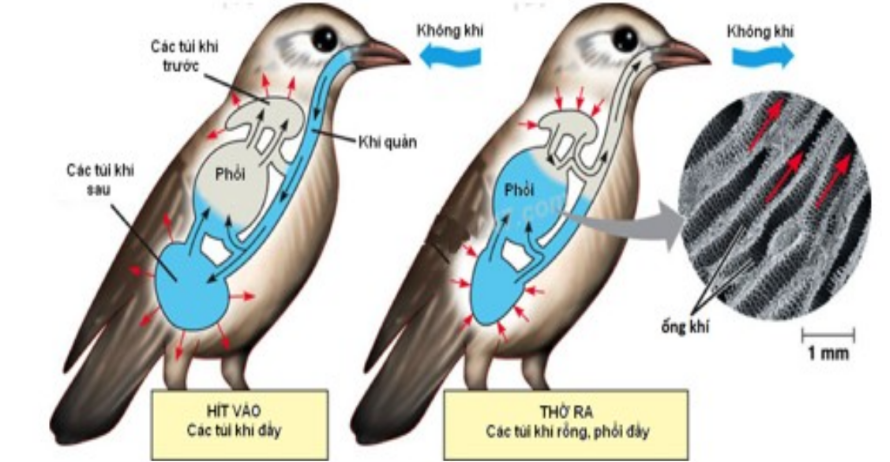 Quan sát hình dưới và cho biết, chim hô hấp hiệu quả hơn thú là do  (ảnh 1)