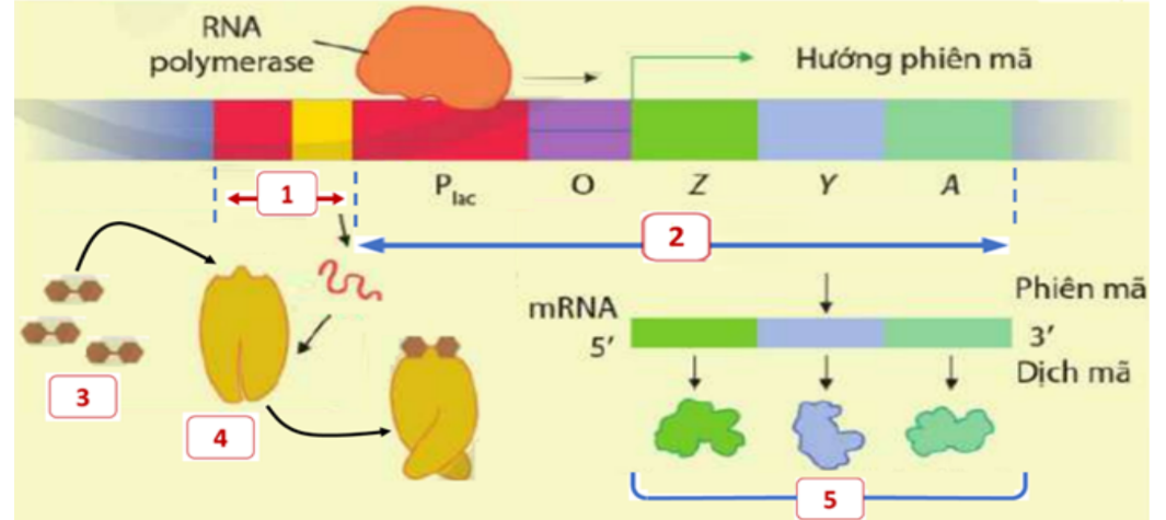 Enzyme này tương ứng với vị trí nào trên hình 8? (ảnh 1)